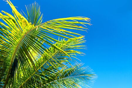 Coconut palm leaves beautiful tropical background, Zanzibar island, Africa.の写真素材