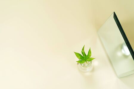 Green nature background. Closeup view of green cannabis leaf and mirror with beauty bokeh on pastel color background. Selective focus. Copy space.の写真素材