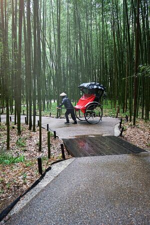 Bamboo forest. The bamboo groves of Arashiyama, Kyoto, Japan. Arashiyama is a district on the western outskirts of Kyoto. Traditional Japanese cart hand pulled rickshaw.の写真素材
