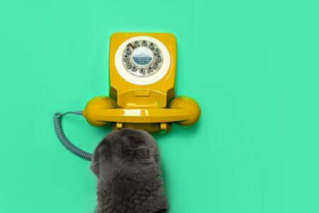 Retro rotary telephone and cat on green mint color background. Flat lay, top view, copy space.の写真素材