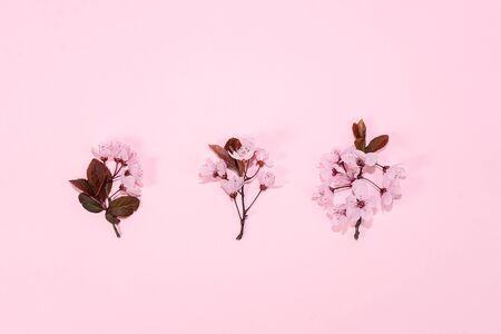 Pattern made of pink cherry blossom sakura on pinkの写真素材