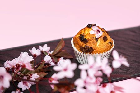 Chocolate muffin and cherry blossoms sakura, homemade bakery on dark and pink background. Food spring concept.の写真素材