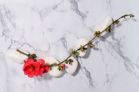 Pink flower branche on white stones on marble background. Flat lay, top view. Beauty nature spring concept. Spa layout. Copy space.の写真素材