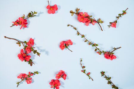 Floral pattern made of pink flower branches with shadows on pastel blue background. Flat lay, top view. Beauty nature spring concept.の写真素材