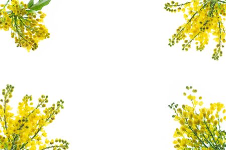 Creative pattern composition natural branches of yellow flowers on white background, isolated. Contemporary style. Spring Easter concept. Flat lay, copy spase. Close up.の写真素材