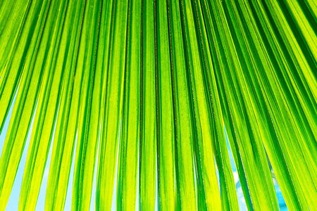 Tropical coconut palm leaf texture in garden, abstract green yellow leaf background. Close up. Summer exotic concept.の写真素材