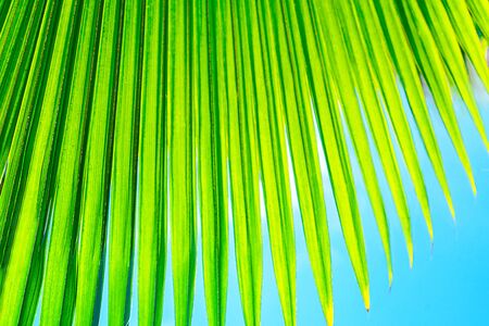 Tropical coconut palm leaf texture in garden, abstract green yellow leaf background. Close up. Summer exotic concept.の写真素材