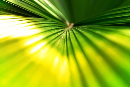 Tropical coconut palm leaf texture in garden, abstract green yellow leaf background. Close up. Summer exotic concept.の写真素材