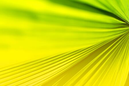 Tropical coconut palm leaf texture in garden, abstract green yellow leaf background. Close up. Summer exotic concept.の写真素材
