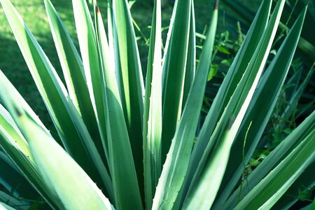 Abstract striped natural background. Details of variegated spanish dagger leaves - yucca gloriosa variegata.の写真素材
