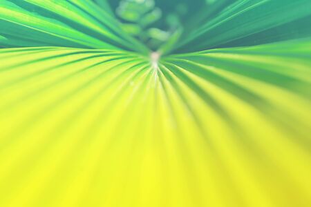 Tropical coconut palm leaf texture in garden, abstract green yellow leaf background. Close up. Summer exotic concept.の写真素材