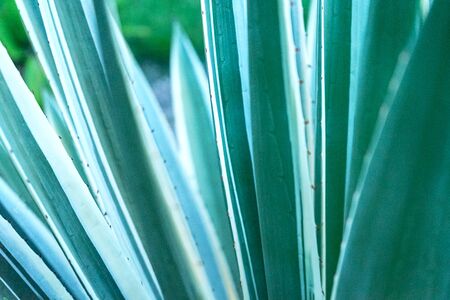 Abstract striped natural background. Details of variegated spanish dagger leaves - yucca gloriosa variegata.の写真素材
