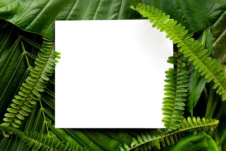 Palm leaves and fern leaf with white paper copy space background. Tropical botanical nature concepts design. Flat lay, top view,の写真素材