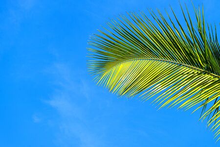 Coconut palm trees beautiful tropical background, Zanzibar island, Africa. Holiday concept.の写真素材