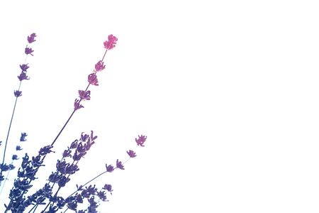 Lavender flowers blossom on whiteの写真素材