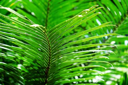 Natural fern pattern. Tropical green fern leaves background. Close up.の写真素材