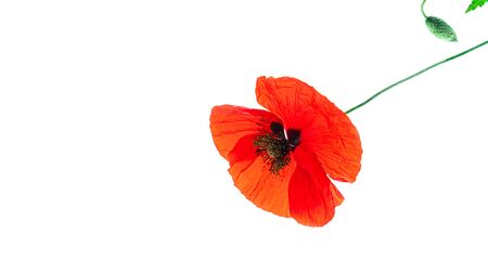 Poppy flower collection on white background, isolated. Natural beauty concept. Close up, copy space.の写真素材