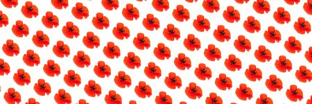 Pattern made of poppy flower on white background, isolated. Natural beauty concept. Close up, flat lay.の写真素材
