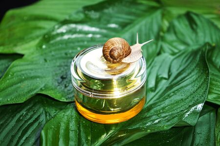Snail and a jar of skin cream on green leaves with rain drops background. Snail slime. Beauty clinic concept. Minimal natural layout.の写真素材