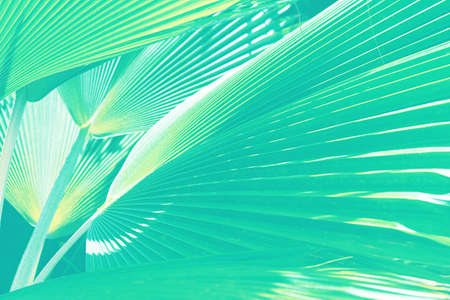 Beautiful tropical natural palm leaf background. Zanzibar island, Africa. Holiday concept.の写真素材