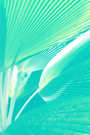 Beautiful tropical natural palm leaf background. Zanzibar island, Africa. Holiday abstract concept.の写真素材