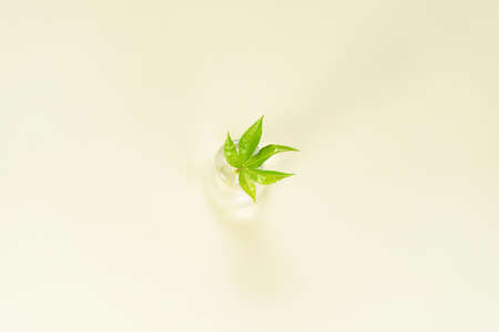 Green nature background. Closeup view of green cannabis leaf with beauty bokeh on pastel color...