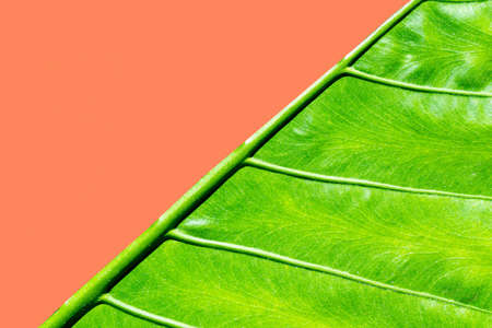 Beautiful tropical natural palm leaf background. Zanzibar island, Africa. Holiday concept.