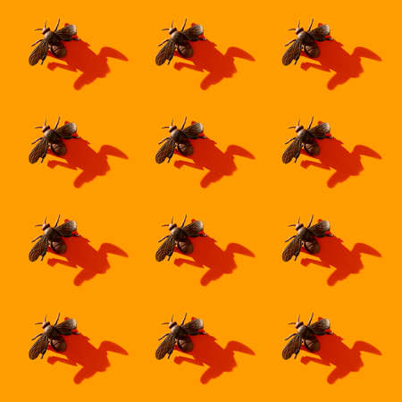 Halloween minimal pattern made of fly and shadow on orange background. Autumn holiday fun concept.の写真素材