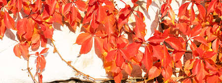 Autumn creative composition. Beautiful autumn leaves on wall background. Fall leaf. Copy space, front view.の写真素材