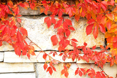 Autumn creative composition. Beautiful autumn leaves on wall background. Fall leaf. Copy space, front view.の写真素材