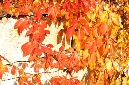 Autumn creative composition. Beautiful autumn leaves on wall background. Fall leaf. Copy space, front view.の写真素材