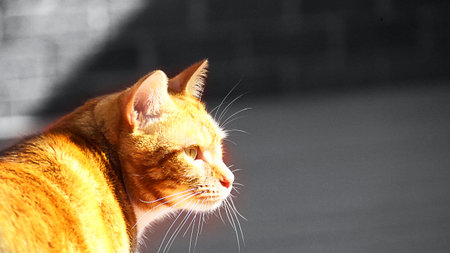 Portrait of cute domestic bright yellow cat close up on the gray background. Concept of Color of the Year 2021 with bright illuminating yellow and gray colours. Soft focus, front view.の写真素材