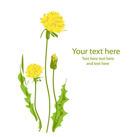 Card with yellow dandelions isolated on white background.Vectorのイラスト素材