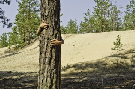A child peeks out from the barrel of pine-tree in  a pine-wood on a background the sandy area of the young forest. の写真素材