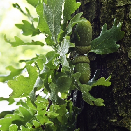 Young sprigs of oak with acorns after a rain by a large plan on a background the massive barrel of...