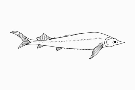 Doodle red fish, sturgeon icon. Seafood symbol.   Hand drawing art line. Symbol of fishing club or online shop. Restaurant menu. Coloring vector stock illustrationのイラスト素材