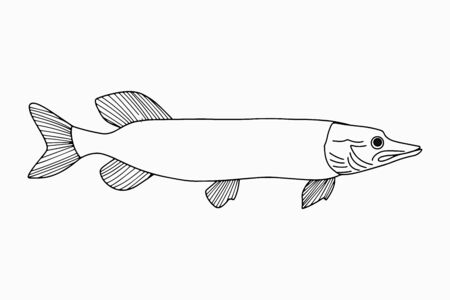 Doodle fish. Outline pike icon isolated on white.   Hand drawing art line. Coloring page book. Sketch vector stock illustrationのイラスト素材