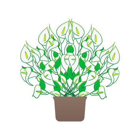 Doodle calla lilies icon isolated on white. Sketch flower. Hand drawing line art. Outline houseplant. Vector stock illustration. EPS 10のイラスト素材