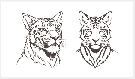 Sketch tiger tattoo isolated Animal clipart Vector stock illustration EPS 10のイラスト素材