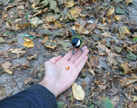 Feeding the bird from the hand or bird looking on the food and sitting on the fingers of the human handの写真素材
