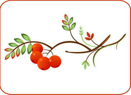Vector illustration of a rowan twig wiht ashberry. Natural ornament.のイラスト素材