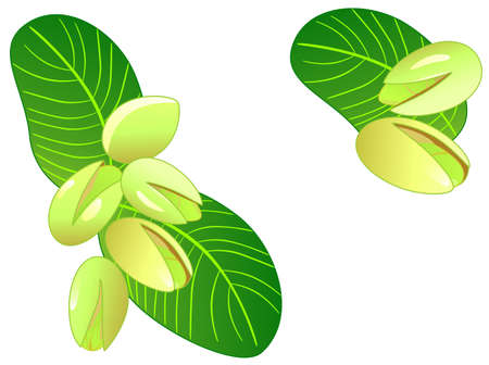 Natural ornament. Ripe pistachiosのイラスト素材