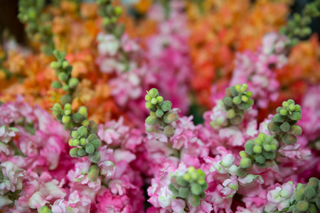 small colorful flowers are bloomingの写真素材