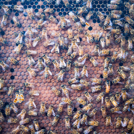 Beehive and bees showing in a glass case.