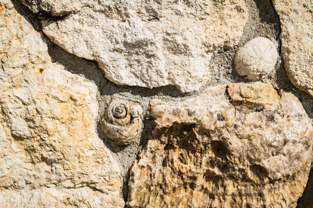 Detail of a stone wall containing fossils.の写真素材