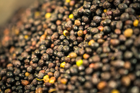 Background formed by freshly picked olives in a farm.の写真素材