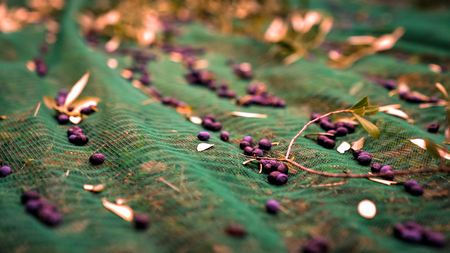 Manual harvesting of olives in an olive grove.の写真素材
