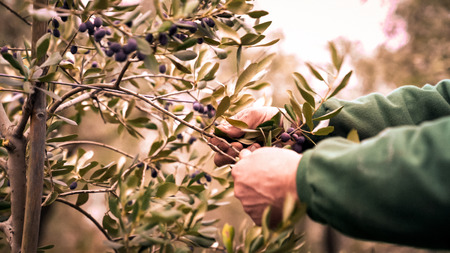 Manual harvesting of olives in an olive grove.の写真素材