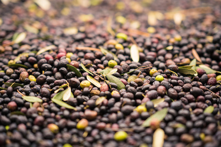 Background formed by freshly picked olives in a farm.の写真素材