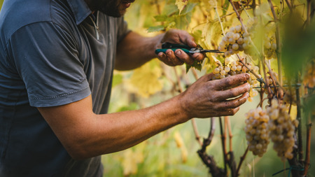 Detail of Handmade grape harvest on the Tuscan hills.の写真素材